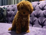 Ev Doğumu Red Brown Toy Poodle Yavrular