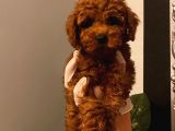 %100 Safkan Red Brown Toy Poodle Yavrular