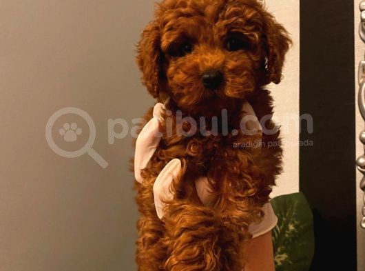 %100 Safkan Red Brown Toy Poodle Yavrular