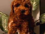 %100 Safkan Red Brown Toy Poodle Yavrular