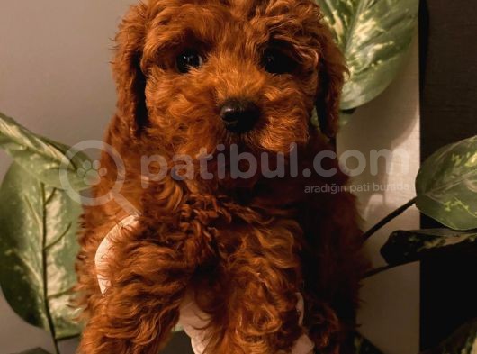 %100 Safkan Red Brown Toy Poodle Yavrular görsel