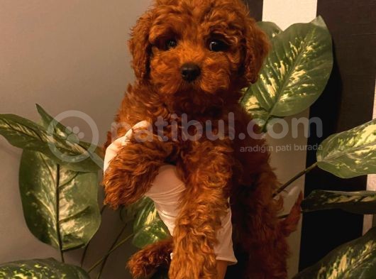 %100 Safkan Red Brown Toy Poodle Yavrular görsel