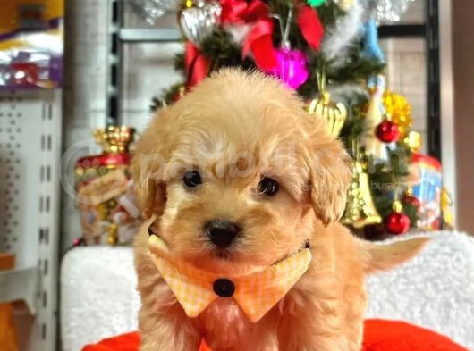 Bebek Yüzlü,Evinizin Neşesi Maltipoo Yavrularımız