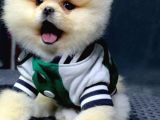 Mağazamızdan Sözleşmeli Pomeranian BOO Yavrularımız