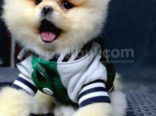Mağazamızdan Sözleşmeli Pomeranian Boo Yavrularımız
