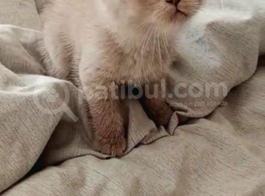 Son 1 Adet Di̇şi̇  Mi̇nnak görsel