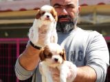 MÜKEMMEL KALİTEDE CAVALİER KİNG CHARLES YAVRU
