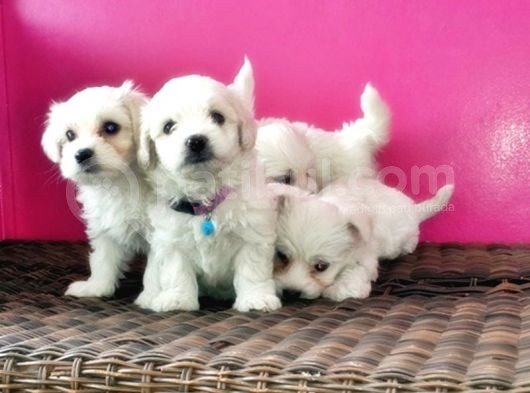 Maltese Terri̇er Yavrusu
