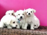Maltese Terri̇er Yavrusu