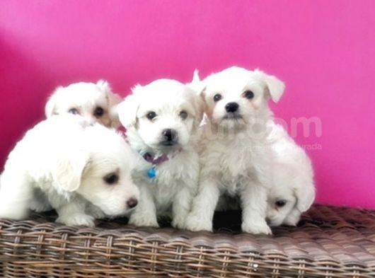 Maltese Terri̇er Yavrusu görsel
