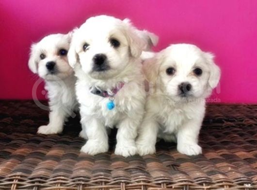 Maltese Terri̇er Yavrusu görsel