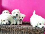 Maltese Terri̇er Yavrusu