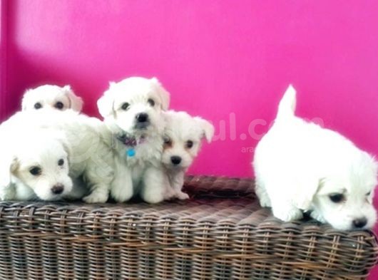 Maltese Terri̇er Yavrusu görsel