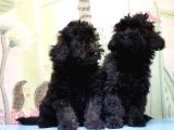 Mükemmel Kali̇tede Si̇yah Toy Poodle Yavru