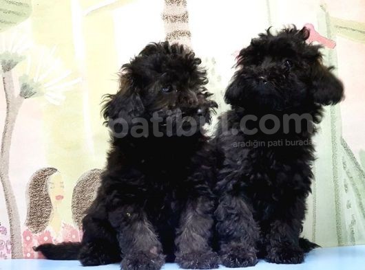 Mükemmel Kali̇tede Si̇yah Toy Poodle Yavru görsel