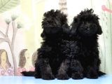 Mükemmel Kali̇tede Si̇yah Toy Poodle Yavru