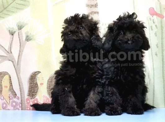 Mükemmel Kali̇tede Si̇yah Toy Poodle Yavru görsel