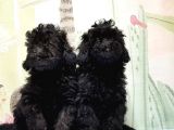 Mükemmel Kali̇tede Si̇yah Toy Poodle Yavru