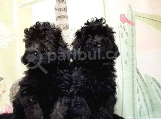Mükemmel Kali̇tede Si̇yah Toy Poodle Yavru görsel