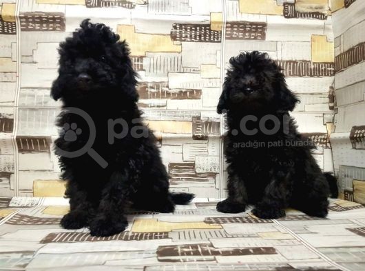 Irk Ve Sağlik Garanti̇si̇ İle Si̇yah Toy Poodle Yavrular
