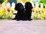 Si̇yah Toy Poodle Yavrusu
