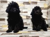 Irk Ve Sağlik Garanti̇si̇ İle Si̇yah Toy Poodle Yavrular