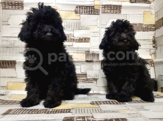 Irk Ve Sağlik Garanti̇si̇ İle Si̇yah Toy Poodle Yavrular görsel