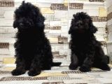 Irk Ve Sağlik Garanti̇si̇ İle Si̇yah Toy Poodle Yavrular