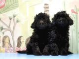 MÜKEMMEL KALİTEDE SİYAH TOY POODLE YAVRU