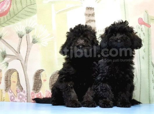 Mükemmel Kali̇tede Si̇yah Toy Poodle Yavru