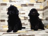 Irk Ve Sağlik Garanti̇si̇ İle Si̇yah Toy Poodle Yavrular
