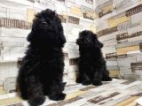 Irk Ve Sağlik Garanti̇si̇ İle Si̇yah Toy Poodle Yavrular