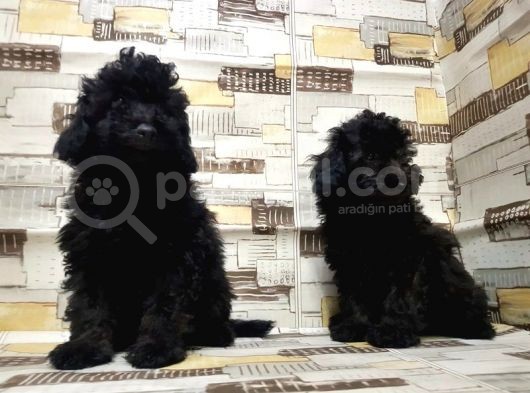Irk Ve Sağlik Garanti̇si̇ İle Si̇yah Toy Poodle Yavrular görsel