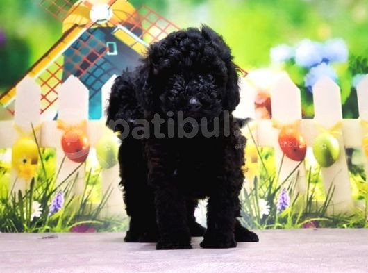 Si̇yah Toy Poodle Yavrusu görsel