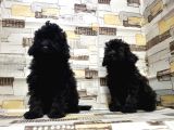 Irk Ve Sağlik Garanti̇si̇ İle Si̇yah Toy Poodle Yavrular