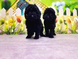 Si̇yah Toy Poodle Yavrusu