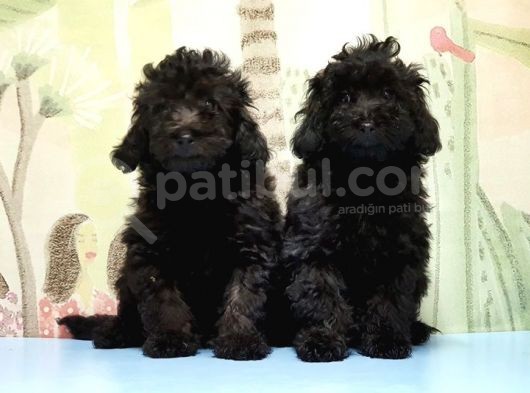 Mükemmel Kali̇tede Si̇yah Toy Poodle Yavru görsel