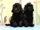 Mükemmel Kali̇tede Si̇yah Toy Poodle Yavru