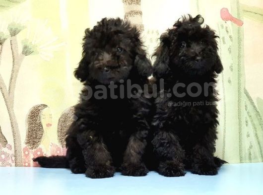 Mükemmel Kali̇tede Si̇yah Toy Poodle Yavru görsel