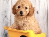 Irk Ve Sağlik Garanti̇li̇ Poodle Bebekler