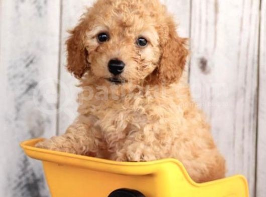 Irk Ve Sağlik Garanti̇li̇ Poodle Bebekler görsel