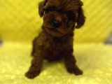 Tedy Surat Kore Poodle