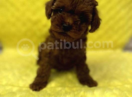 Tedy Surat Kore Poodle görsel