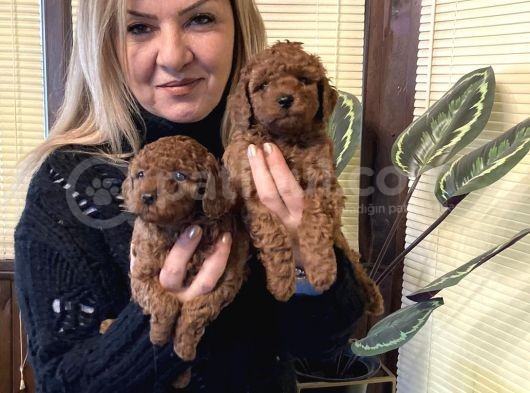 Irk Garantili Harika Toy Poodle Yavrularımız görsel