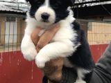 Zeki Oyuncu Efsana Border Collie Yavrularımız