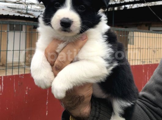 Zeki Oyuncu Efsana Border Collie Yavrularımız görsel