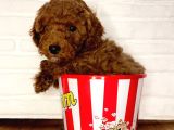 Toy poodle Yavrular