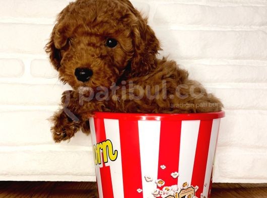Toy Poodle Yavrular