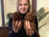 Irk Garantili Harika Toy Poodle Yavrularımız