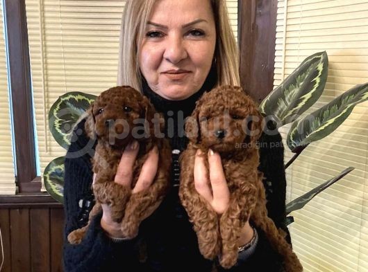 Irk Garantili Harika Toy Poodle Yavrularımız görsel